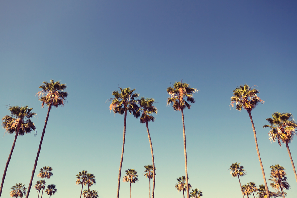 palm trees
